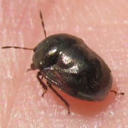 Thyreocoris fulvipennis